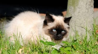 Ragdoll