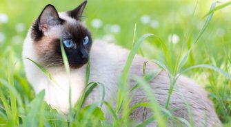 Siamkatze