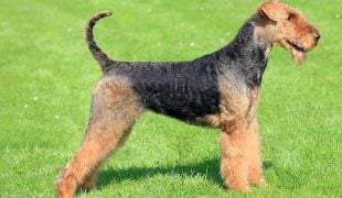 Terrier