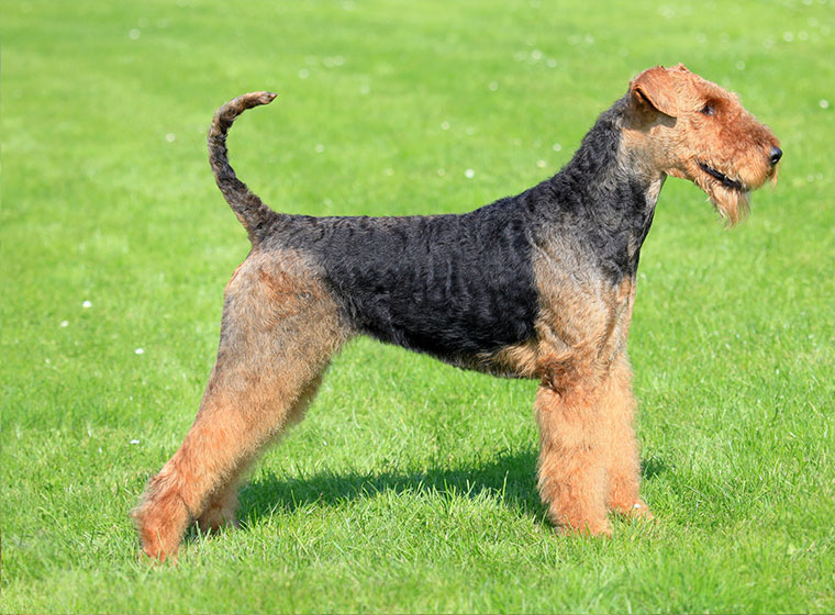 Terrier - Charakter, Größe & Erziehung |