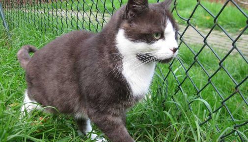 Tierheim Detmold Katze Nelly