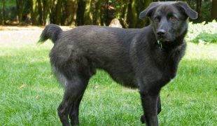 Tierheim Detmold Hund Nico