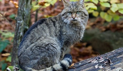 Europäische Wildkatze