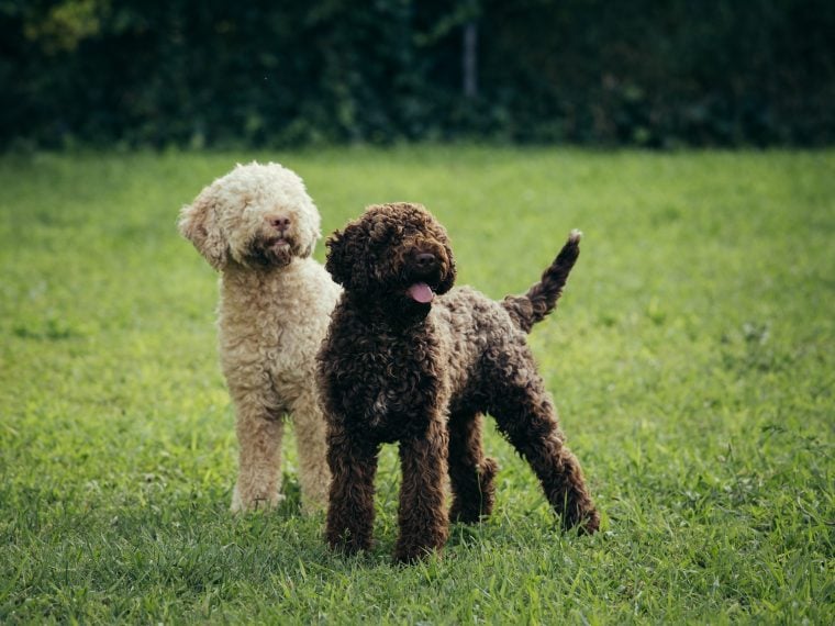 Lagotto Romagnolo