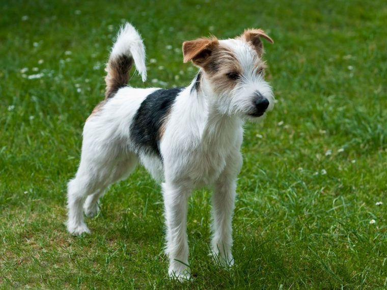 Parson Russell Terrier