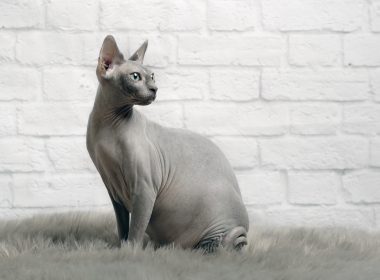 Katzenrassen Welche Katze Passt Perfekt Zu Mir Zooroyal Magazin
