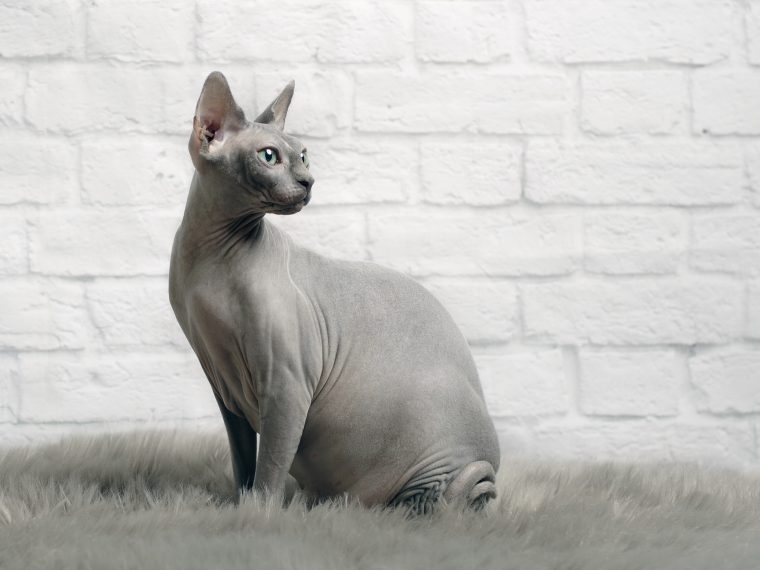 Sphynx Katze