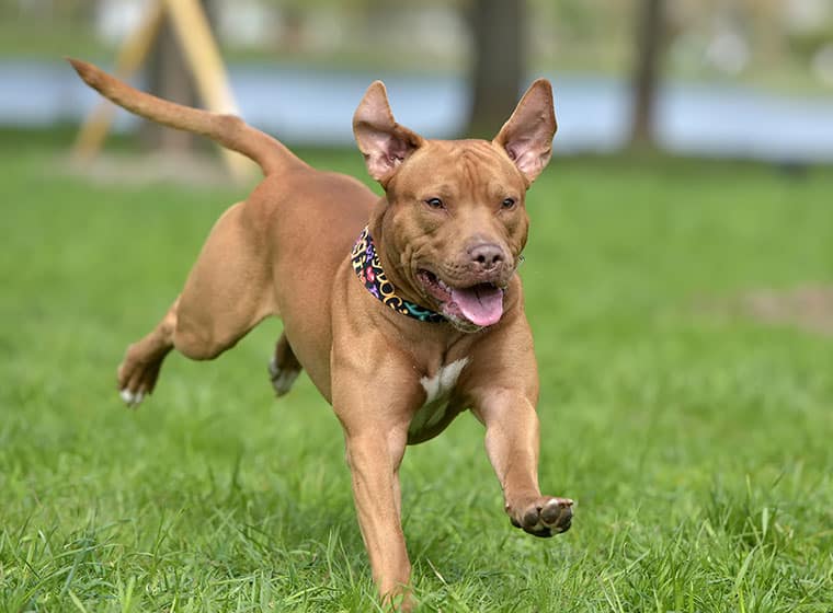 Lustiges Pitbull-Rudel. Porträt eines lächelnden Hundes American  Staffordshire Terrier. Amerikanischer Pitbull-Terrier-Hund-Aufkleber für  einen