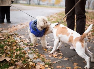 Begegnung mit anderen Hunden