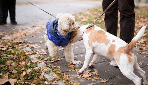 Begegnung mit anderen Hunden