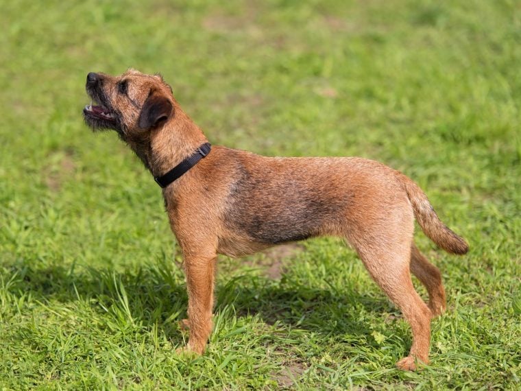 Border Terrier