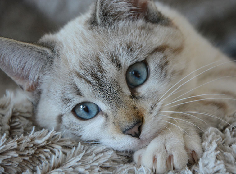 Paarungsverhalten Wenn Du Eine Rollige Katze Hast