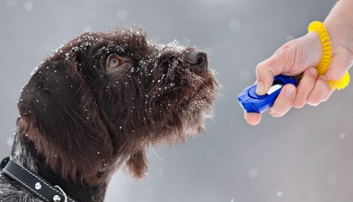 Clickertraining mit dem Hund