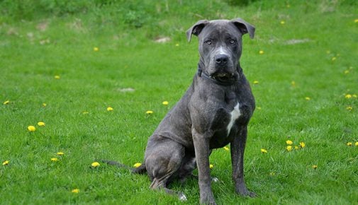 Dogo Canario