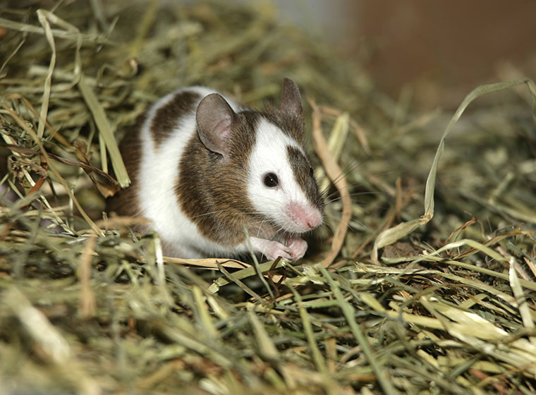 Eine Maus Artgerecht Als Haustier Halten Zooroyal Magazin