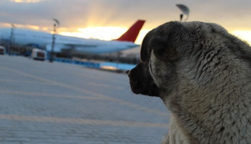 Fliegen mit Hund