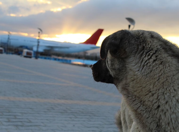 Fliegen Hund - stressfrei dank guter Planung Magazin