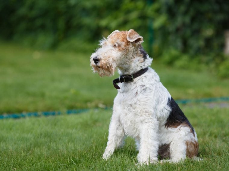 foxterrier