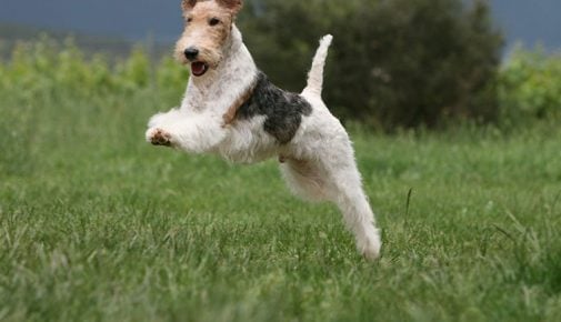 Foxterrier