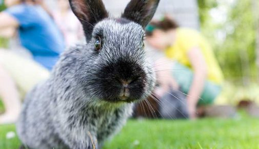 Gefahren für Kaninchen