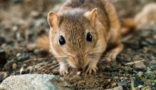 Gerbil