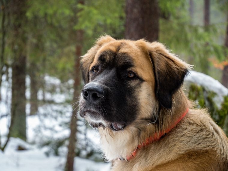 germanischer bärenhund