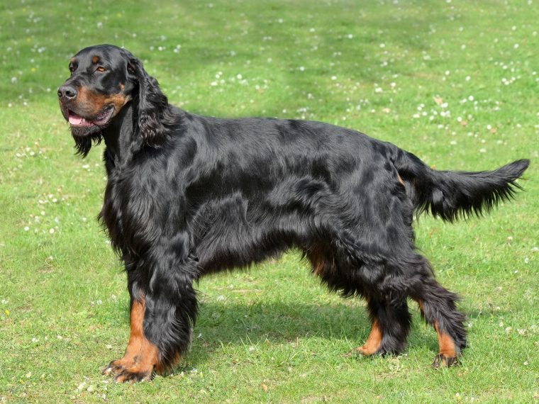 Gordon Setter