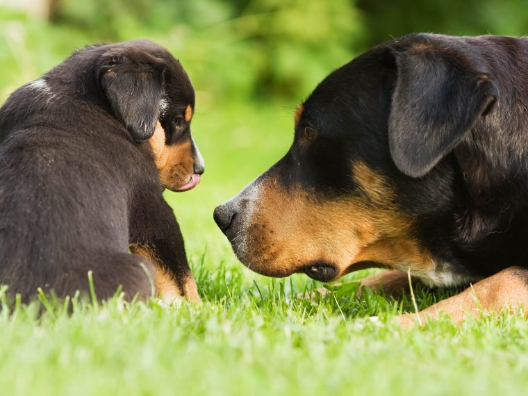 Großer Schweizer Sennenhund