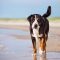 Großer Schweizer Sennenhund