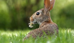 Hase und Kaninchen