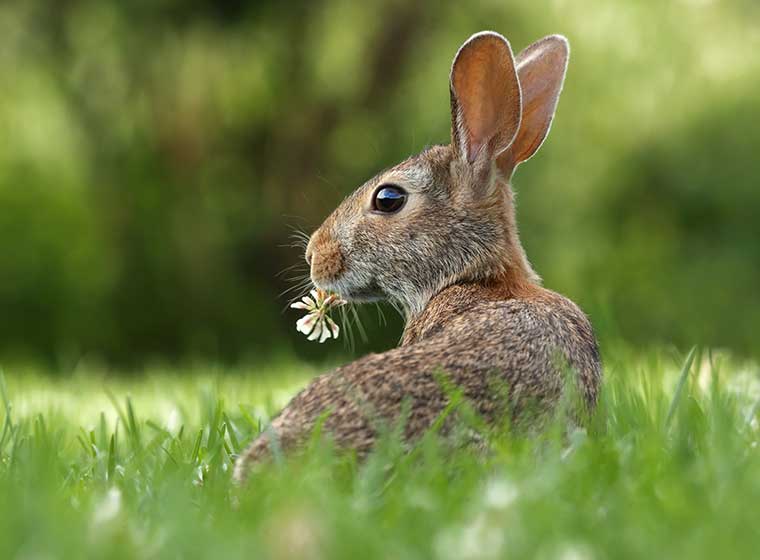 Kaninchen Und Hase Unterschied