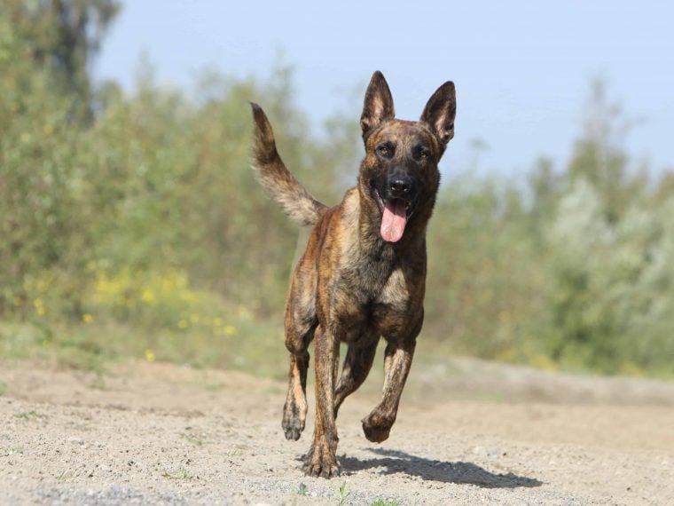 Holländischer Schäferhund