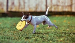 Hundefrisbee