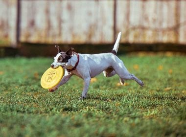 Hundefrisbee