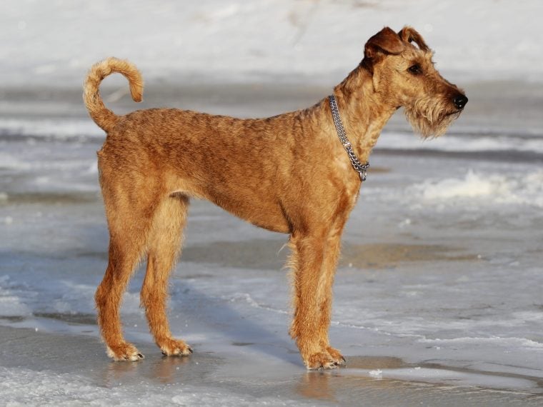 Irish Terrier