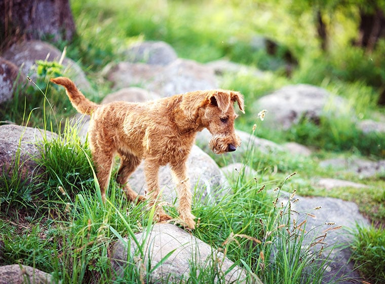 Irish Terrier