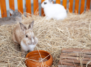 Kaninchen Haltung