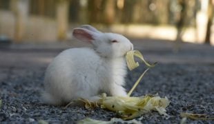 Kaninchen Haltung