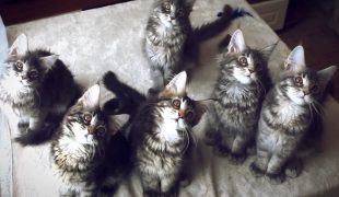 Katzenbabys