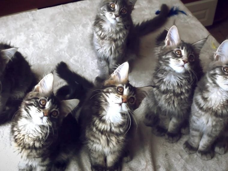 Katzenbabys