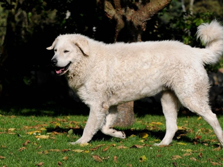 Kuvasz