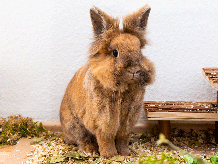 Löwenkopfkaninchen