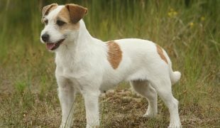 Parson Russell Terrier