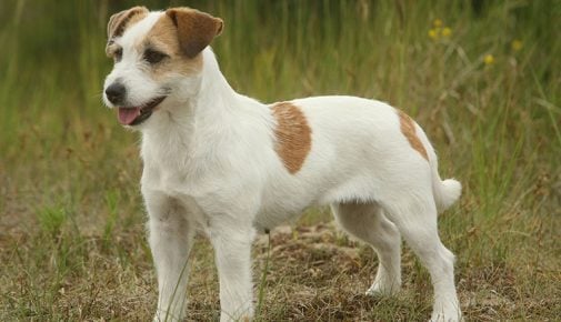 Parson Russell Terrier