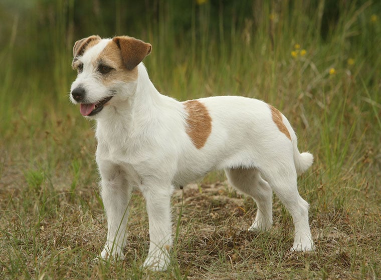 parcel jack russell terrier