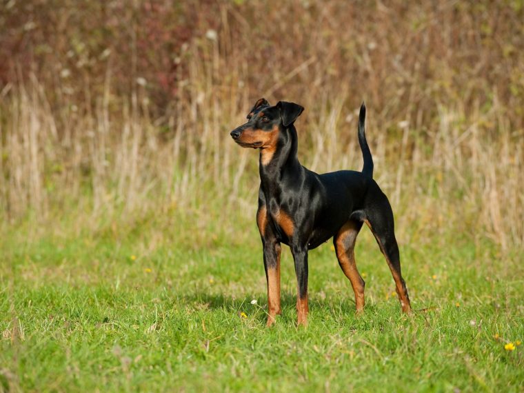 Pinscher 