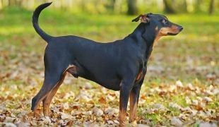 Pinscher