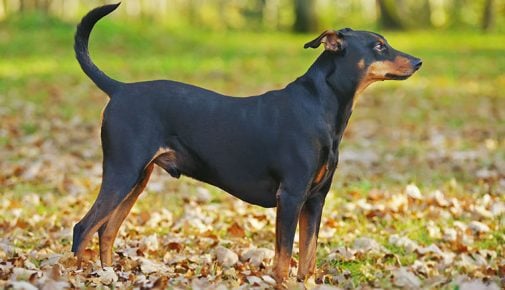 Pinscher