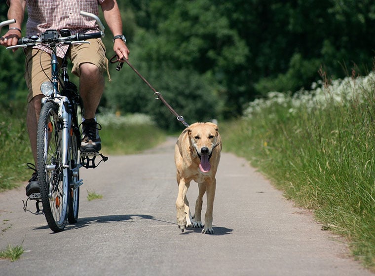 Besættelse Krønike bh Radfahren mit Hund - sportlich unterwegs | ZooRoyal Magazin