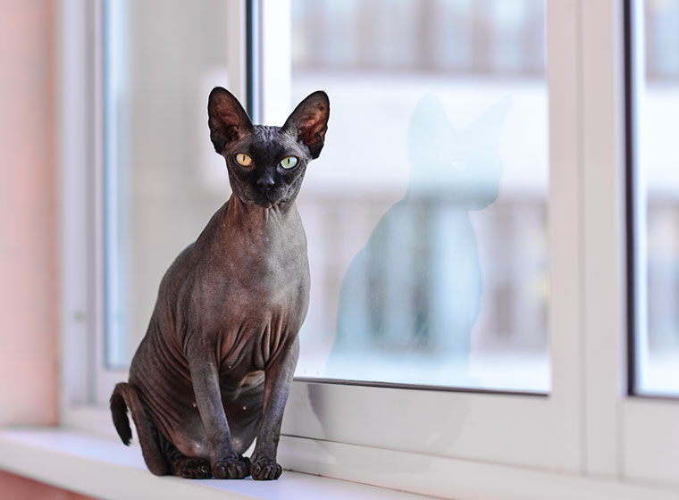 sphynx-katze-760x560.jpg